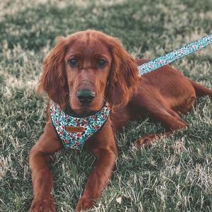 New- PACK Reversible Harnesses
ROSÉ // BELLE Small